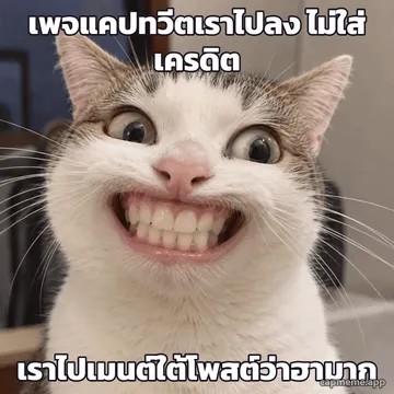 ภาพแมวยิ้มกว้างเห็นฟันแบบฟันคนเต็มปาก ตาเบิกโต พร้อมข้อความว่า เพจแคปทวีตเราไปลง ไม่ใส่เครดิต เราไปเมนต์ใต้โพสต์ว่าฮามาก