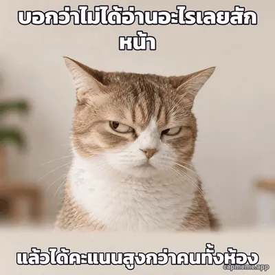 ภาพถ่ายแมวลายส้มขาวหรี่ตามองเฉียง ทำหน้าไม่ประทับใจ พร้อมข้อความว่า บอกว่าไม่ได้อ่านอะไรเลยสักหน้า แล้วได้คะแนนสูงกว่าคนทั้งห้อง