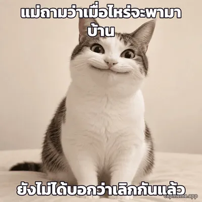 ภาพถ่ายแมวนั่งยิ้มปากกว้างแบบฝืนๆ ตากลมโต พร้อมข้อความว่า แม่ถามว่าเมื่อไหร่จะพามาบ้าน ยังไม่ได้บอกว่าเลิกกันแล้ว