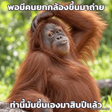 ภาพถ่ายอุรังอุตังนั่งยกแขนพาดหัวโพสท่า เอียงคอมองกล้อง พร้อมข้อความว่า พอมีคนยกกล้องขึ้นมาถ่าย ท่านี้มันขึ้นเองมาสิบปีแล้ว