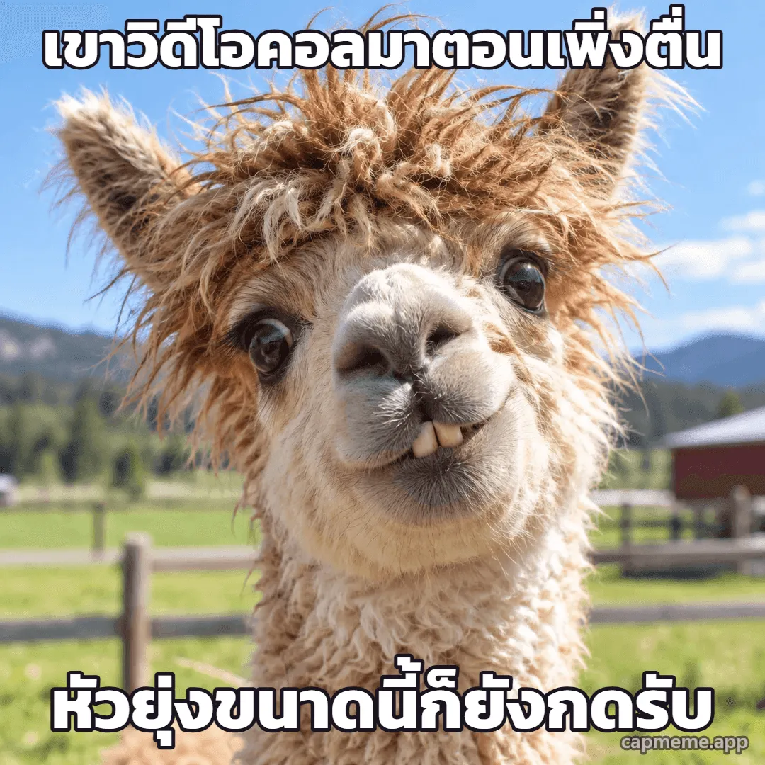 ภาพถ่ายตัวลามะขนฟูหัวยุ่ง ยิ้มเห็นฟันหน้าสองซี่ พร้อมข้อความว่า เขาวิดีโอคอลมาตอนเพิ่งตื่น หัวยุ่งขนาดนี้ก็ยังกดรับ